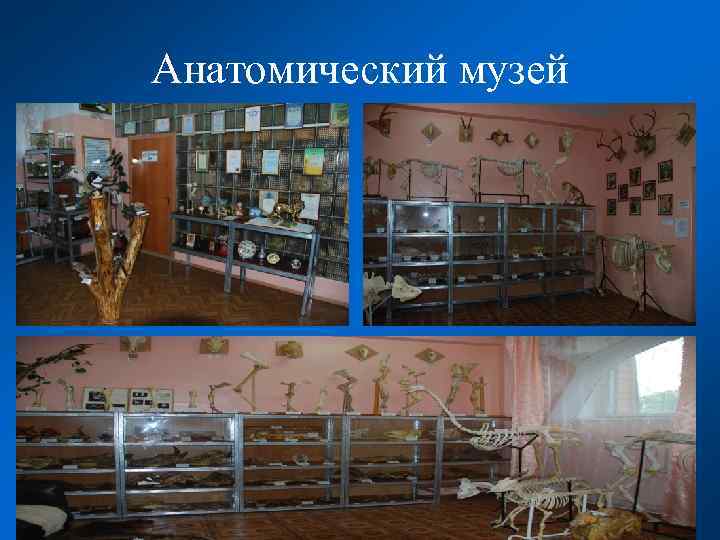 Анатомический музей 