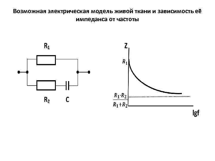 Возможная электрическая модель живой ткани и зависимость её импеданса от частоты 