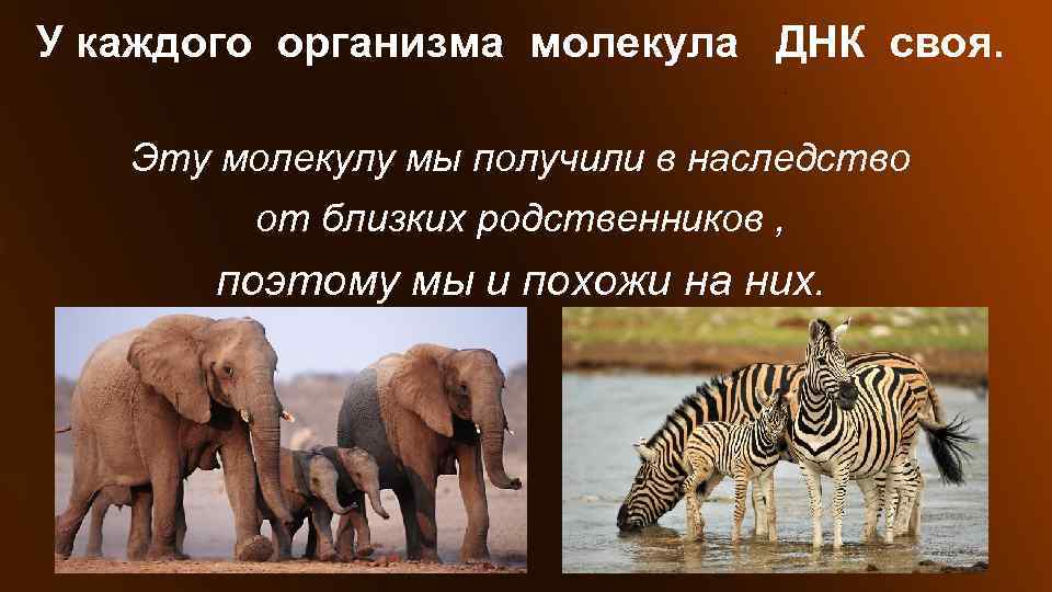 Класс похожие. Такие похожие и непохожие презентация. Презентация на тему такие похожие непохожие. Проект на тему похожие непохожие. Похожие и непохожие Обществознание 6 класс.