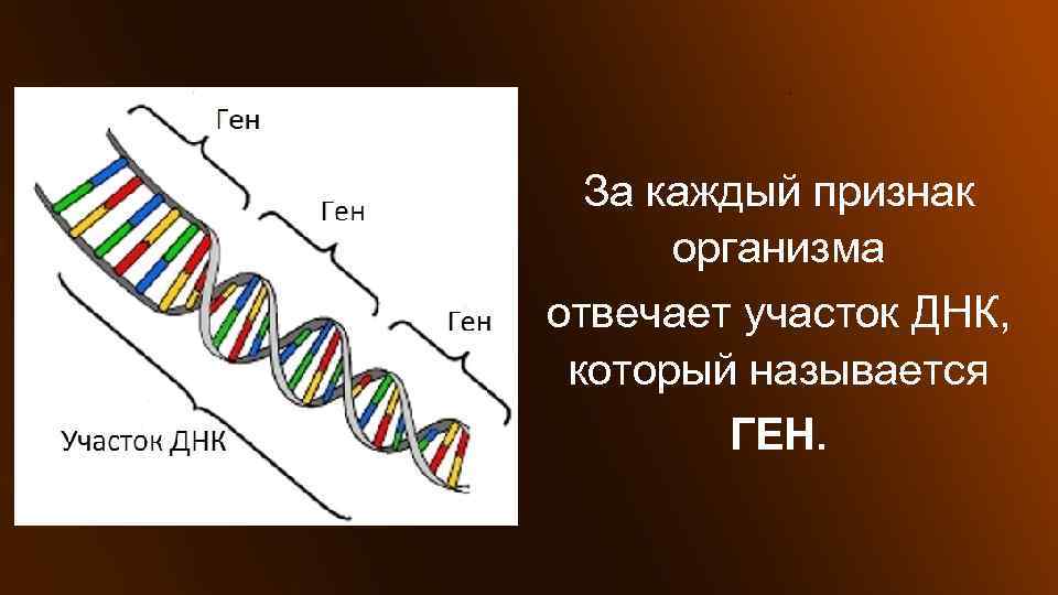 Сколько молекул днк в данной хромосоме. Строение ДНК хромосомы гены. Ген участок ДНК. Генв это участок хромосом. Ген это участок молекулы ДНК.