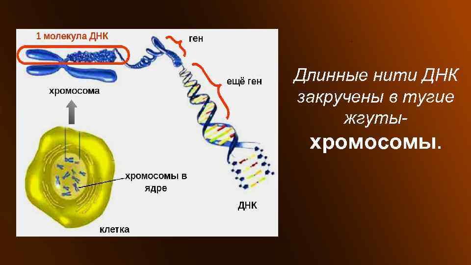 Сколько нитей в днк