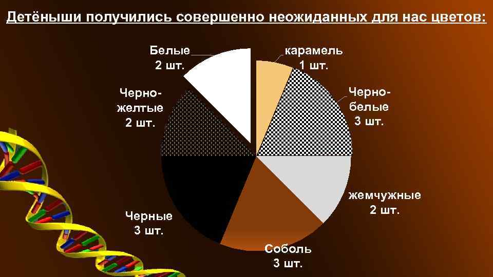 Детёныши получились совершенно неожиданных для нас цветов: Белые 2 шт. карамель 1 шт. Чернобелые