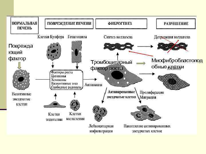 Поврежда ющий фактор Тромбоцитарный фактор роста Миофибробластопод обные клетки 