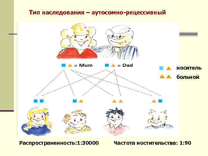 Тип наследования – аутосомно-рецессивный носитель больной Распространенность: 1: 30000 Частота ностительства: 1: 90 