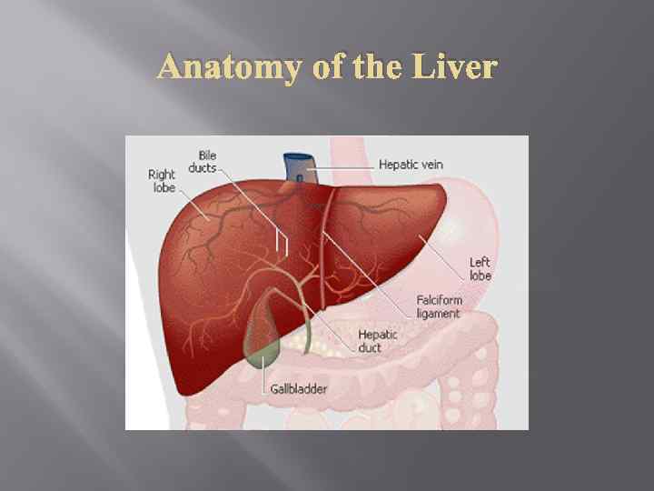 Anatomy of the Liver 