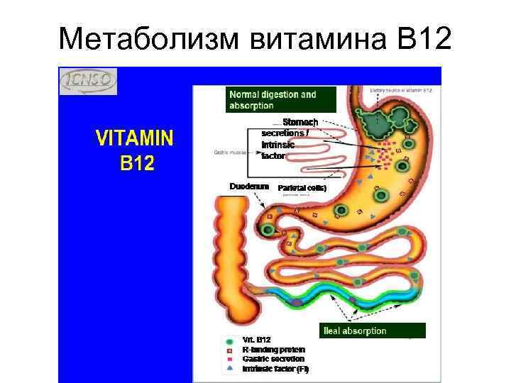 Метаболизм витамина В 12 