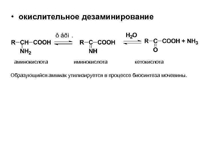  • окислительное дезаминирование аминокислота иминокислота кетокислота Образующийся аммиак утилизируется в процессе биосинтеза мочевины.