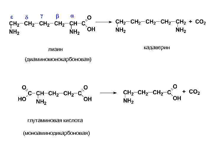 лизин (диаминомонокарбоновая) глутаминовая кислота (моноаминодикарбоновая) кадаверин 