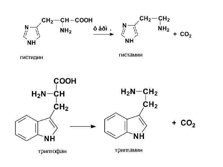 гистидин триптофан гистамин триптамин 