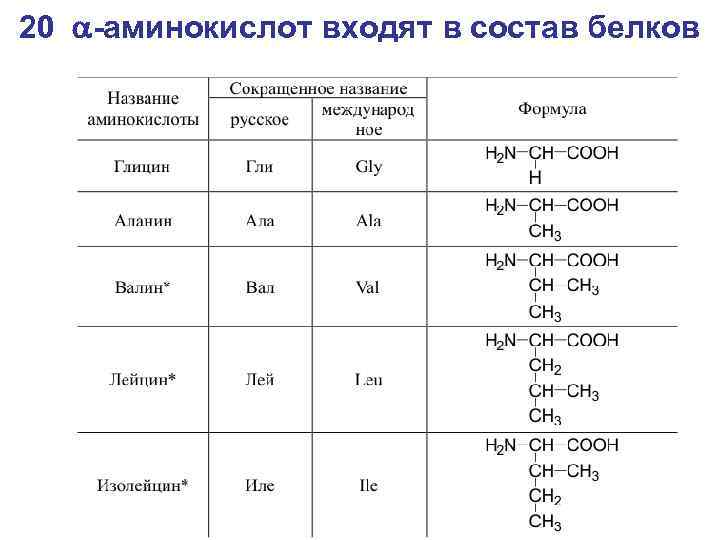 20 a-аминокислот входят в состав белков 