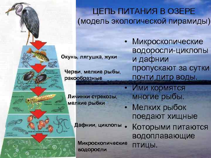 Восстановите цепь питания пруда расположив порядковые номера под соответствующими картинками рэш