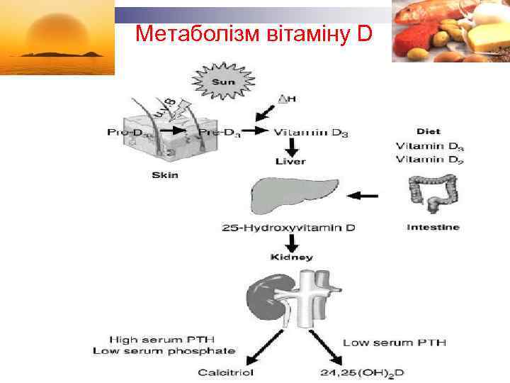 Метаболізм вітаміну D 