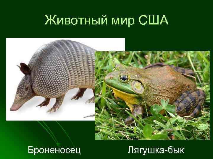 Животный мир США Броненосец Лягушка-бык 