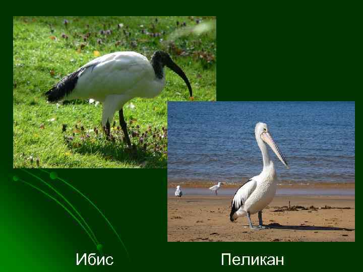 Ибис Пеликан 