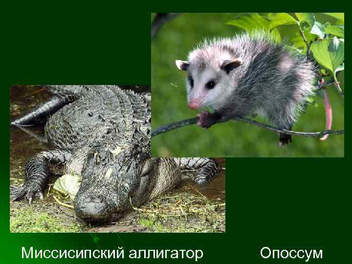 Миссисипский аллигатор Опоссум 