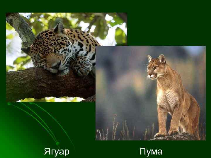 Ягуар Пума 