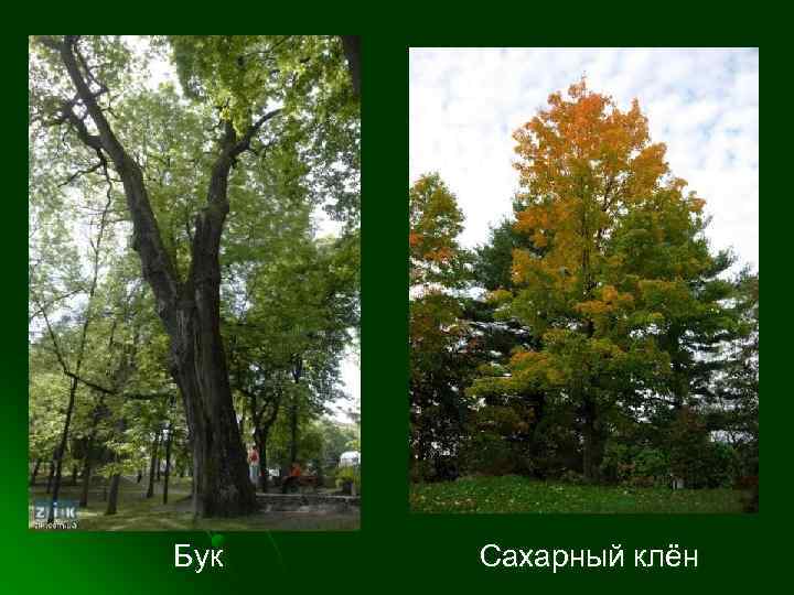 Бук Сахарный клён 