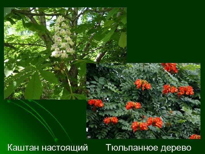 Каштан настоящий Тюльпанное дерево 