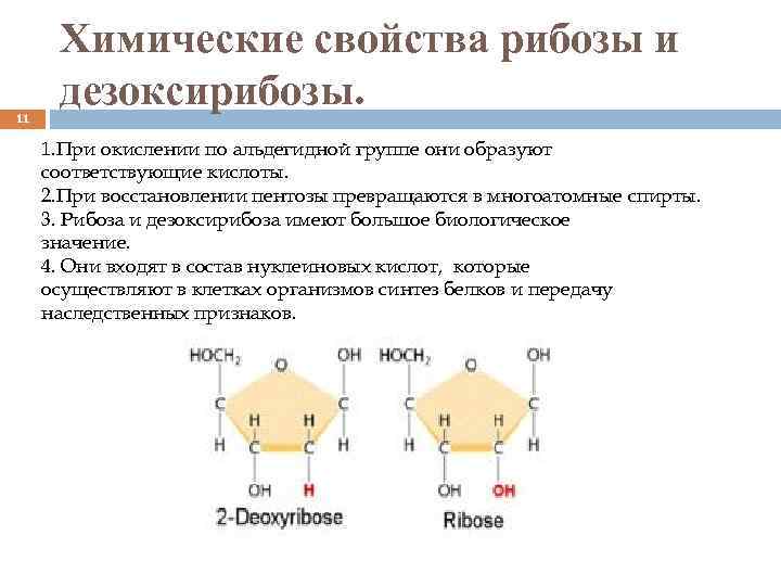 Рибоза 2 дезоксирибоза. Дезоксирибоза альдегидная форма. Дезоксирибоза химические свойства реакции. Рибоза реакции по альдегидной группе. 2-Дезоксирибоза биологическая роль.