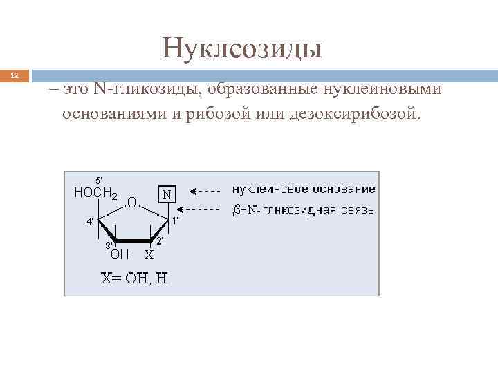 Нуклеозиды 12 – это N-гликозиды, образованные нуклеиновыми основаниями и рибозой или дезоксирибозой. 