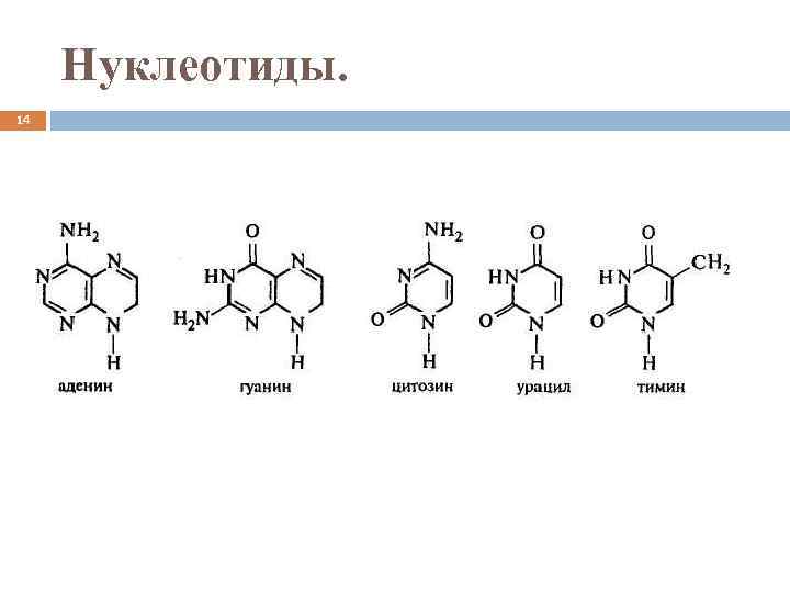 Гуаниловый нуклеотид днк