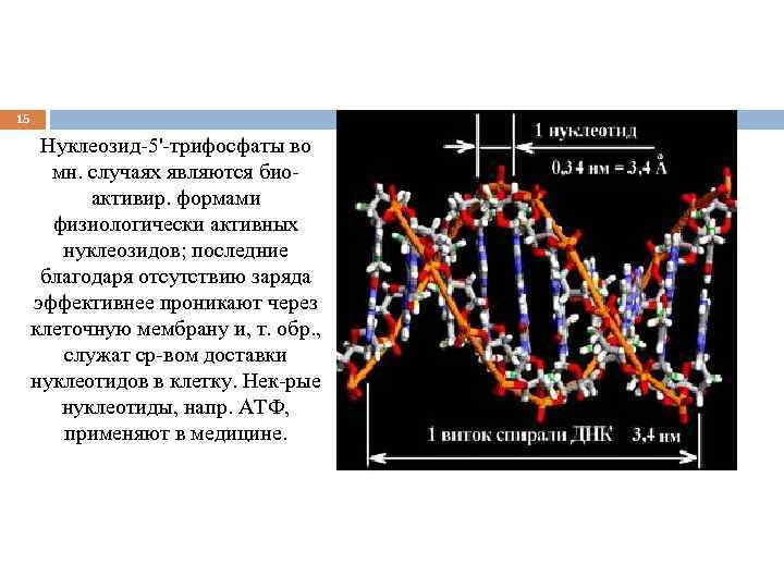 15 Нуклеозид-5'-трифосфаты во мн. случаях являются биоактивир. формами физиологически активных нуклеозидов; последние благодаря отсутствию