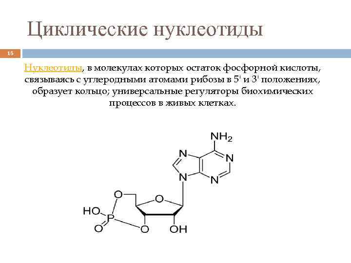 Перечислите функции нуклеотидов. Циклические нуклеотиды. Роль циклических нуклеотидов. Циклические нуклеотиды (ЦАМФ, ЦГМФ).. Формулы циклических нуклеотидов.