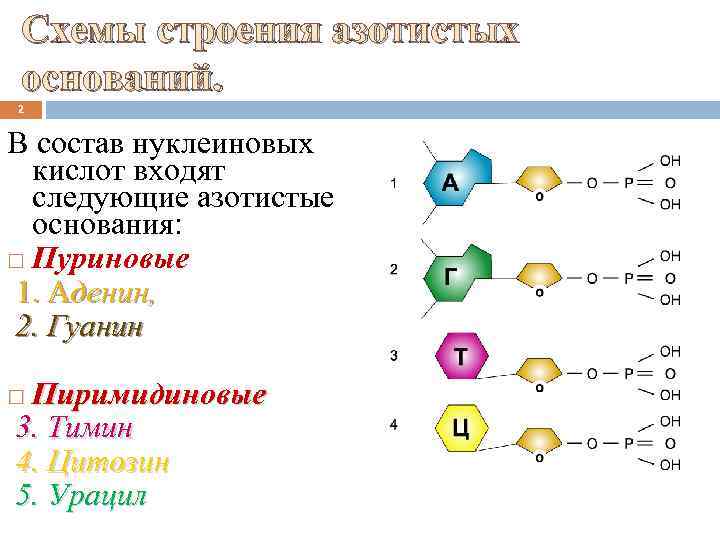 Элементы состава нуклеиновых кислот