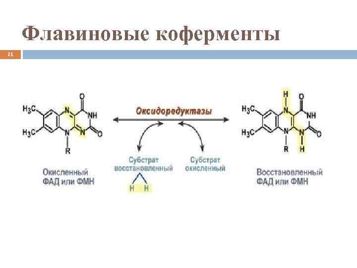 Коферментные функции витаминов