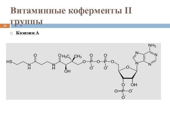 23 Витаминные коферменты II группы Коэнзим А 