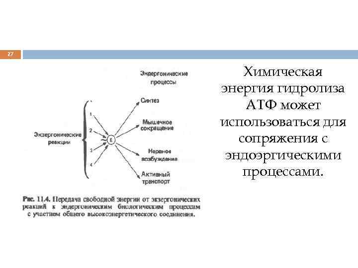 27 Химическая энергия гидролиза АТФ может использоваться для сопряжения с эндоэргическими процессами. 