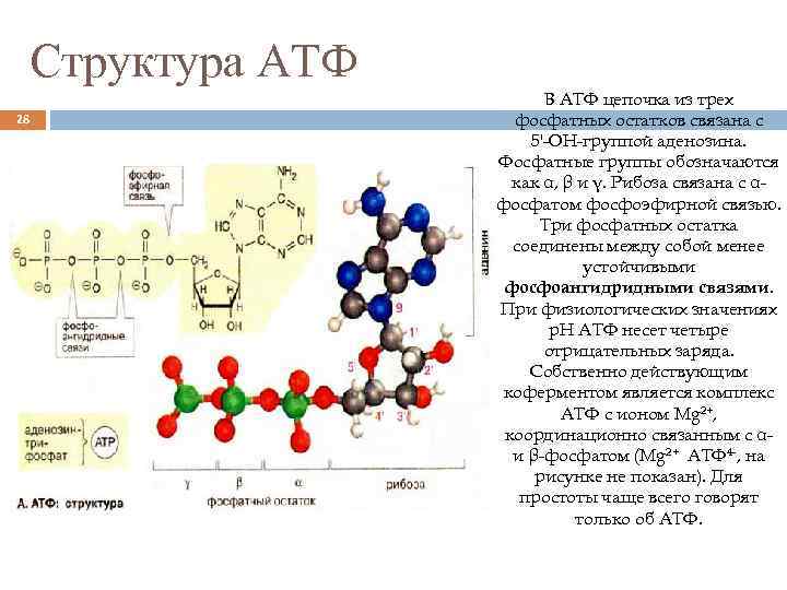 Структура атф