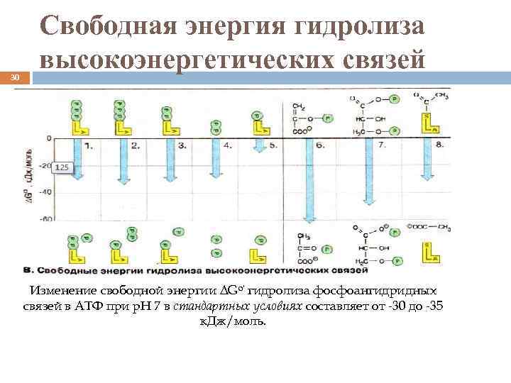 30 Свободная энергия гидролиза высокоэнергетических связей Изменение свободной энергии ΔGo' гидролиза фосфоангидридных связей в