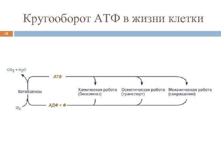 Кругооборот АТФ в жизни клетки 32 