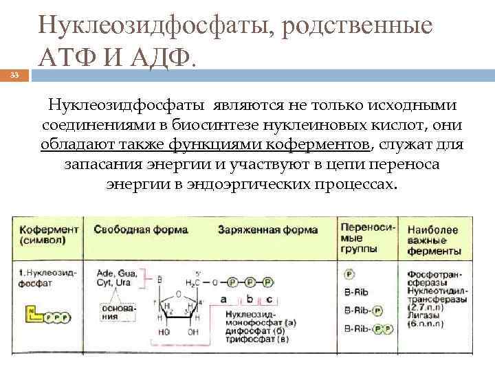 33 Нуклеозидфосфаты, родственные АТФ И АДФ. Нуклеозидфосфаты являются не только исходными соединениями в биосинтезе