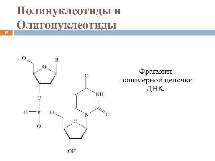 34 Полинуклеотиды и Олигонуклеотиды Фрагмент полимерной цепочки ДНК. 