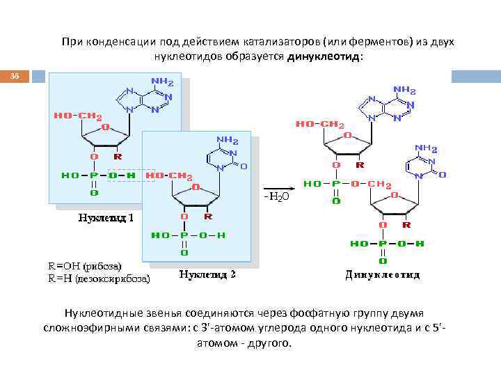 При конденсации под действием катализаторов (или ферментов) из двух нуклеотидов образуется динуклеотид: 36 Нуклеотидные