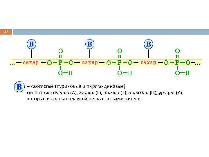 37 – Азотистые (пуриновые и пиримидиновые) основания: аденин (А), гуанин (Г), тимин (Т), цитозин