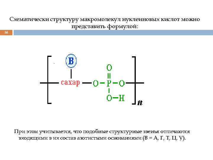 Схематически структуру макромолекул нуклеиновых кислот можно представить формулой: 38 При этом учитывается, что подобные