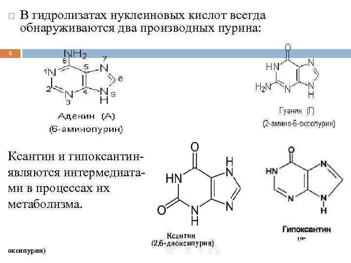  В гидролизатах нуклеиновых кислот всегда обнаруживаются два производных пурина: 6 Ксантин и гипоксантинявляются