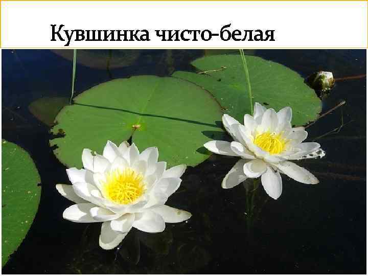  Кувшинка чисто-белая 