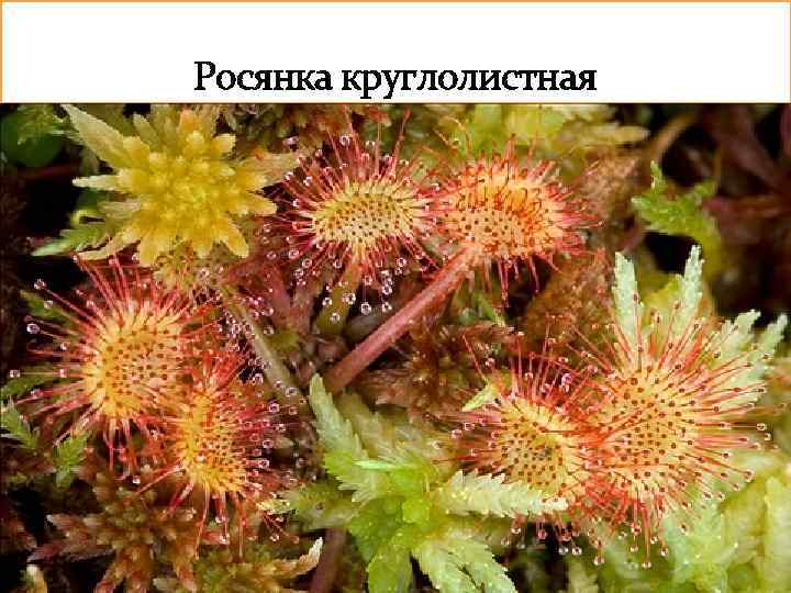 Росянка круглолистная 