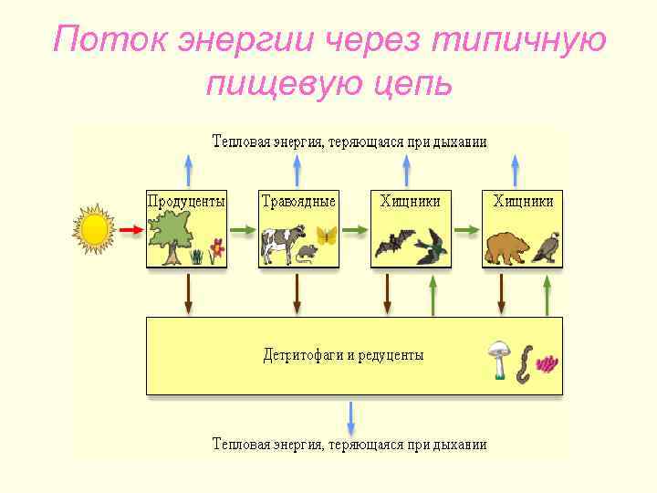 Схему передачи энергии в пищевых цепях