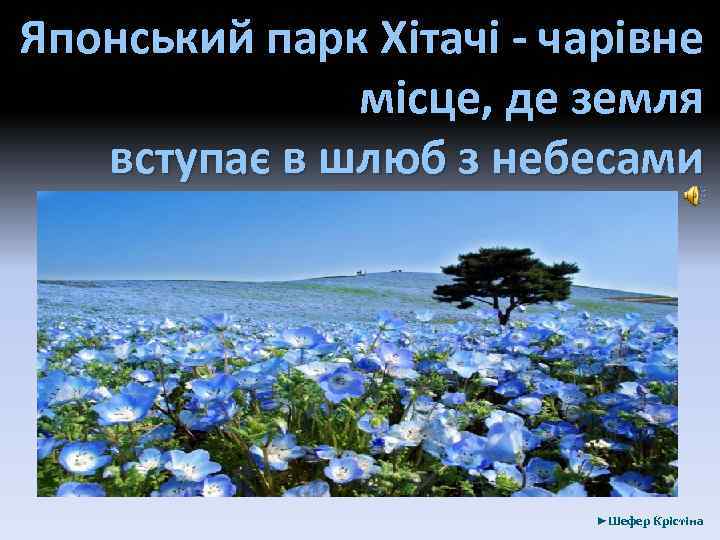 Японський парк Хітачі - чарівне місце, де земля вступає в шлюб з небесами ►Шефер