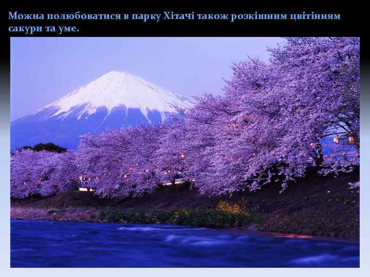 Можна полюбоватися в парку Хітачі також розкішним цвітінням сакури та уме. 