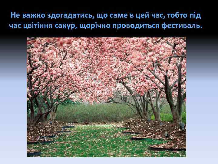 Не важко здогадатись, що саме в цей час, тобто під час цвітіння сакур, щорічно