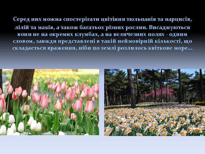 Серед них можна спостерігати цвітіння тюльпанів та нарцисів, лілій та маків, а також багатьох