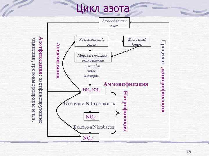 Цикл азота Атмосферный азот Животный белок Мертвые остатки, экскременты Сапрофи тные бактерии Аммонификация Бактерии