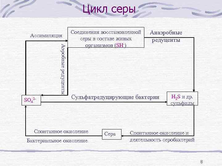 Цикл серы Ассимиляция Аэробные редуценты SO 42 - Соединения восстановленной серы в составе живых