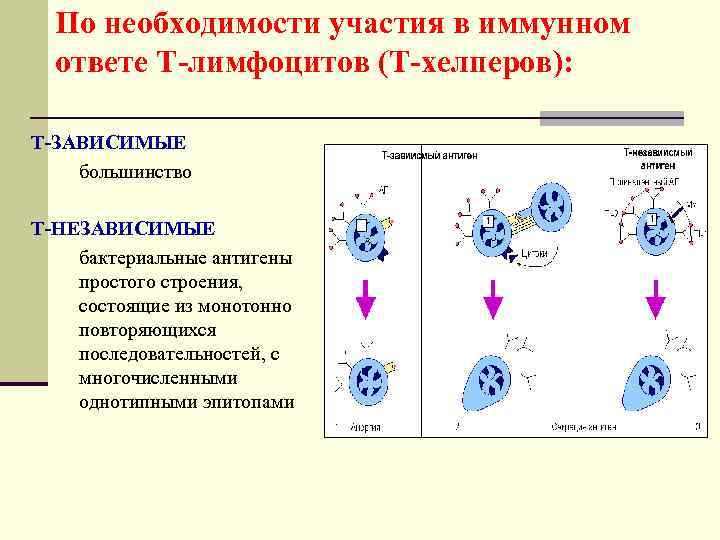 По необходимости участия в иммунном ответе Т-лимфоцитов (Т-хелперов): Т-ЗАВИСИМЫЕ большинство Т-НЕЗАВИСИМЫЕ бактериальные антигены простого